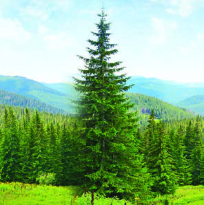 Fig. 2.10: A deodar tree in the mountains